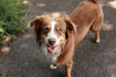 Brown and white dog is smiling and looking at the camera. The dog is standing on a sidewalk in front of a tree