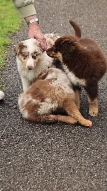 Üç köpek yavrusu yerde oynuyor, bunlardan biri de bir insan tarafından okşanıyor. Manzara neşeli ve sevecendir.