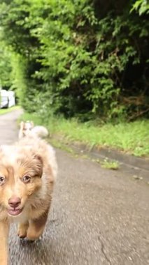 İki köpek kaldırımda yürüyor. Köpeklerden biri kahverengi ve beyaz. Diğer köpek kahverengi.