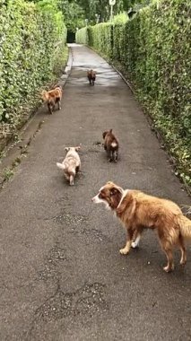 Bir grup köpek kaldırımda yürüyor. Köpekler kahverengi ve beyaz.