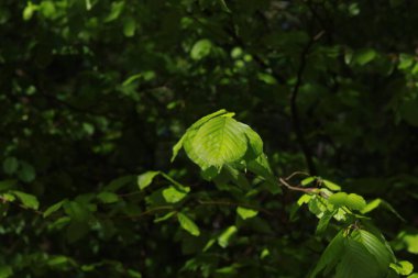 A leaf is shown in the sunlight, with the rest of the tree in the background. The leaf is green and he is drying in the sun