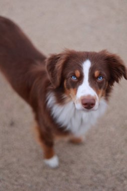 Kahverengi ve mavi gözlü beyaz köpek kumlu bir yüzeyde duruyor. Köpek kameraya tuhaf bir ifadeyle bakıyor gibi görünüyor.