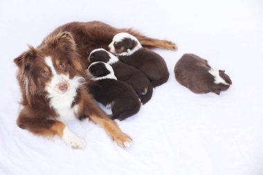 A dog is laying on a bed with her puppies. The puppies are all different sizes and colors