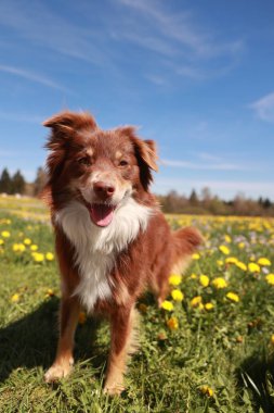 Kahverengi ve beyaz bir köpek sarı çiçeklerle dolu bir tarlada duruyor. Köpek gülümsüyor ve güneşli günün tadını çıkarıyor.