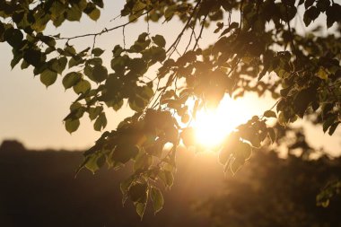 Yaprakları olan bir ağaç ve içinde parlayan bir güneş. Güneş parlak ve sıcak, yaprakların üzerine altın bir parıltı saçıyor. Sahne huzurlu ve sakin, güneş sıcaklık ve rahatlık hissi veriyor.
