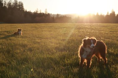 İki köpek bir çim tarlasında duruyor. Köpeklerden biri kameraya bakıyor.