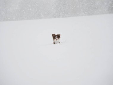 Dog is in the snow, looking up at the camera. The scene is quiet and peaceful, with the snow covering the ground and the dog standing in the middle of it