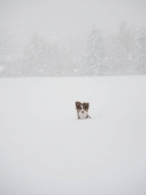 Dog is in the snow, looking up at the camera. The scene is quiet and peaceful, with the snow covering the ground and trees in the background
