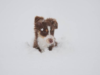 Brown and white dog is in the snow. The dog is looking up at the camera. Scene is playful and lighthearted
