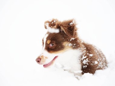 Brown and white dog is sitting in the snow. The dog is smiling and he is enjoying the cold weather