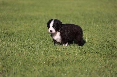 A small black and white dog is standing in a grassy field. The dog appears to be wet and is looking up at the camera. The scene is peaceful and calm, with the dog being the main focus of the image. .