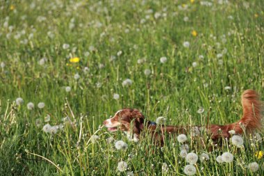 A dog is running through a field of yellow flowers. The dog is brown and white