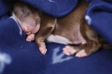 A small brown puppy is sleeping on a blue blanket. The puppy is curled up and has its head resting on its paws.