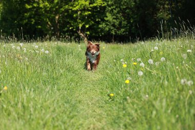 A brown dog is running through a field of yellow flowers. The dog is in the middle of the field and he is enjoying itself. The field is lush and green. The scene is peaceful