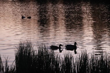 Bir grup ördek gölette yüzüyor. Su sakin ve gökyüzü pembe.
