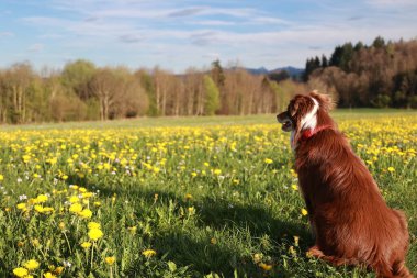 A dog is sitting in a field of yellow flowers. The dog is looking to the right