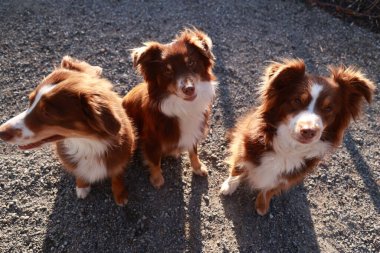 Three brown and white dogs are standing on a dirt ground. They are all looking at the camera