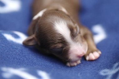 Küçük kahverengi ve beyaz bir köpek yavrusu mavi bir battaniyenin üzerinde uyuyor. Yavru köpek kıvrılır ve başını patilerinin üzerinde dinlendirir. Yavru köpek sarılıp yatarken sıcaklık ve rahatlık kavramı.
