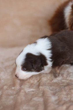 A puppy is looking at the camera with its mouth open. The puppy is brown and white. .
