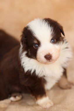 Mavi gözlü kahverengi ve beyaz köpek bir yatakta oturuyor. Yavru köpek kameraya tuhaf bir ifadeyle bakıyor.