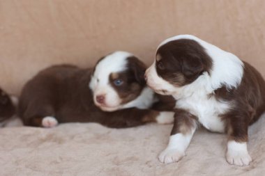 İki köpek yavrusu bir kanepede yatıyor, biri kameraya bakıyor. Sahne sıcak ve rahat. Yavru köpekler mutlu ve rahat görünüyor.. .