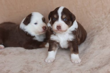 Two puppies are laying on a couch, one of which is looking at the camera. Scene is playful and cute. .