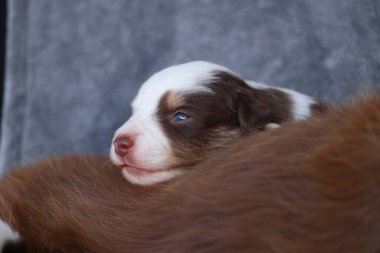 A brown and white puppy is laying on a grey blanket. The puppy has blue eyes and a pink nose