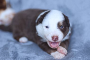 A puppy is laying on a bed with its mouth open and tongue hanging out. The puppy is brown and white and he is happy