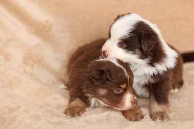 İki köpek yavrusu bir battaniyenin üzerinde yatıyor, bunlardan biri kahverengi ve beyaz. Diğeri kahverengi ve siyah.