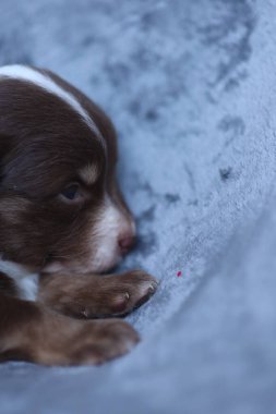 A brown and white puppy is laying on a blue blanket. The puppy is looking at the camera with its nose close to the camera