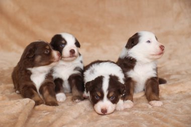 Four puppies are sitting on a blanket, with one of them looking up at the camera. The puppies are brown and white, and they seem to be enjoying each others company. The scene is warm and cozy. .