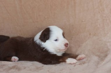 A brown and white puppy is laying on a blanket. The puppy is looking at the camera with a curious expression. .