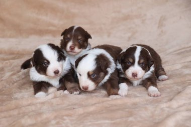 Four puppies are laying on a blanket, with their eyes closed and their mouths open. The puppies are brown and white, and they seem to be resting or sleeping. .
