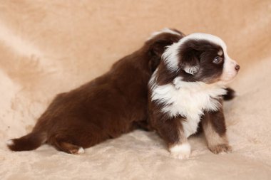 İki köpek yavrusu bir battaniyenin üzerinde yatıyor, biri kameraya bakıyor. Sahne sıcak ve rahat. Yavru köpekler mutlu ve rahat görünüyor.