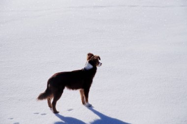 Dog is standing in the snow, looking at the camera. The scene is peaceful and quiet, with the dog being the only living thing in the image