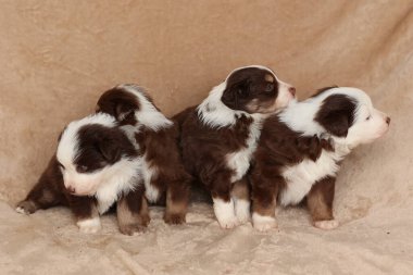 Four puppies are standing on a blanket, with one of them looking at the camera. The puppies are brown and white, and they seem to be enjoying each others company