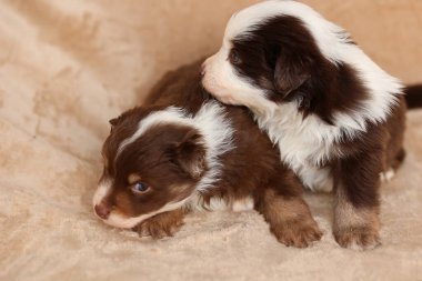 Two puppies are laying on a blanket, one of them is brown and white. The other one is brown and black