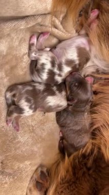 Yavru köpekler annelerinden emziriyorlar. Yavrular kahverengi ve beyazdır ve birbirlerine çok yakındırlar.