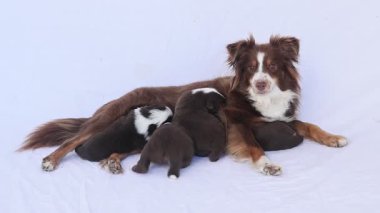 Sırtında üç yavru köpek olan kahverengi ve beyaz bir köpek beyaz bir yüzeyde uzanıyor. Anne köpek kameraya bakıyor.