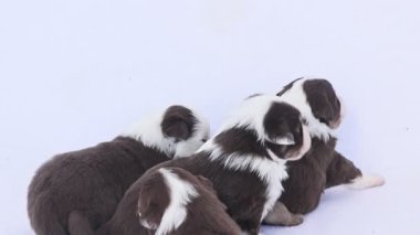 Beyaz arka planda üç köpek yavrusu yatıyor. Kahverengi ve beyazlar. Yavrular sevimli ve neşeli.
