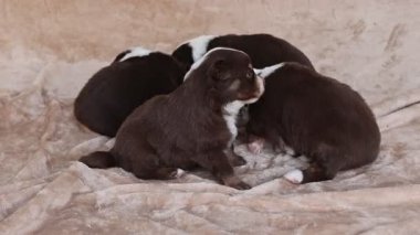 Bir grup köpek yavrusu battaniyenin üzerinde yatıyor. Yavrular kahverengi ve beyaz. Herkes kameraya bakıyor.. .