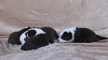 Dört yavru bir yatakta yatıyor. Hepsi siyah ve beyaz. Yavrular sevimli ve sevimli.. .