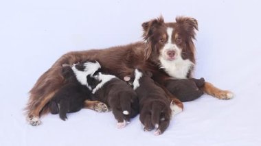 Anne köpek yavrularıyla birlikte beyaz bir yüzeyde uzanıyor.