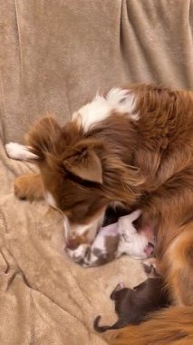 Kahverengi ve beyaz köpek, sırtında yavru bir köpekle bir kanepede yatıyor. Anne köpek kameraya bakıyor ve çok mutlu.