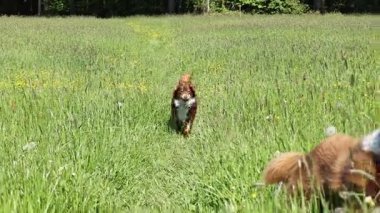 Bir köpek uzun otların arasında koşuyor. Köpek kahverengi ve beyazdır.