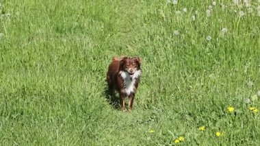 Kahverengi ve beyaz bir köpek bir çimen tarlasında duruyor. Köpek sağa bakıyor.