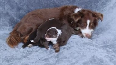 Bir anne köpek yavrularıyla birlikte bir kanepede uzanıyor. Yavrular kahverengi ve beyaz.