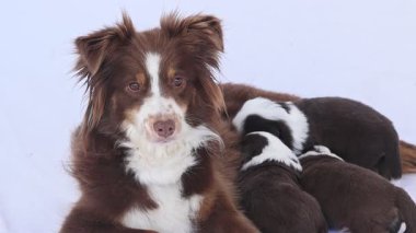 Kahverengi ve beyaz bir köpek yavrularıyla uzanıyor.