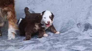 Kahverengi ve beyaz bir köpek, küçük kahverengi ve beyaz bir köpeğin yanında bir yatakta yatıyor.