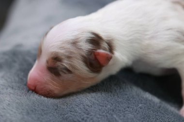 Bir köpek yavrusu battaniyenin üzerinde uyuyor. Köpek yavrusu kahverengi ve beyazdır. Battaniye gri.. .